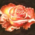 La rosa che non colsi