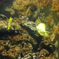 Fondo marino-Pesce chirurgo giallo