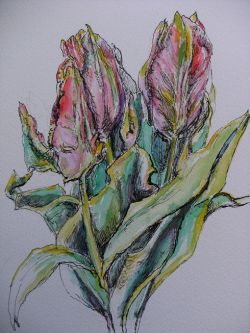 Tulipani