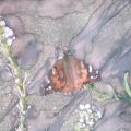 Farfalla sulla sabbia