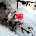 Rosa nella neve