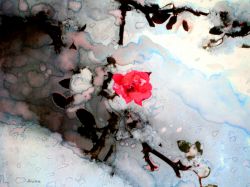 Rosa nella neve