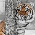 tigre meravigliosa tigre