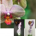 Orchidea, COLLEZIONE NATURA 2015