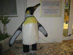 pinguino reale