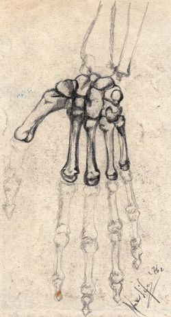 disegni anatomici -la mano