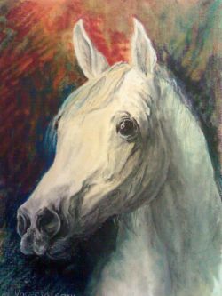 HA RIJA-Arabian Horse - 2011 -   