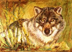 Wolf -  anno 2003