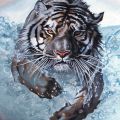 particolare, tigre in acqua
