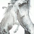 Cavalli in Amore