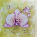 orchidea viola 2