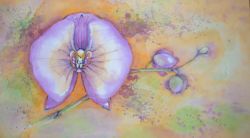 orchidea viola