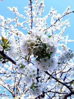 La gioia: ciliegio in fiore