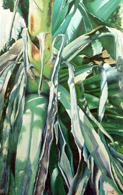 Agave 01 part.