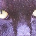 Occhi di Gatto