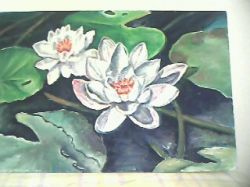 fiori di lotus