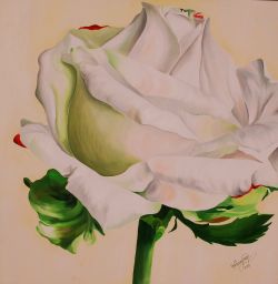 Rosa della Sposa - Olio su tela - 2009 100x100