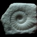 fossile di ammonite