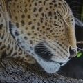 Leopardo dormiente