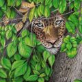 Leopardo nascosto