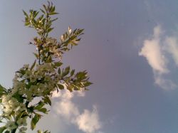 Blue sky and white flowers
