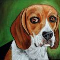 ritratto cane beagle